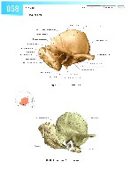 Sobotta Atlas of Human Anatomy  Head,Neck,Upper Limb Volume1 2006, page 65